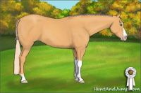 Horse Color:Gold Cream Champagne Splash Tobiano 