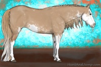 Horse Color:Red Dun Sabino Splash 