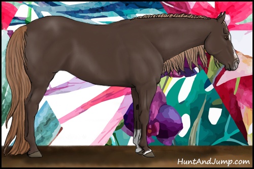 Horse Color: Liver Chestnut Sabino 