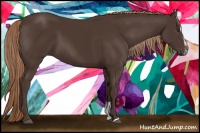Horse Color:Liver Chestnut Sabino 