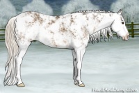Horse Color:Chocolate Palomino Sabino 