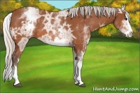 Horse Color:White Spotted Silver Bay Ice Sabino Splash 
