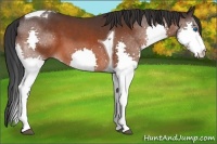 Horse Color:Bay Splash Tobiano 