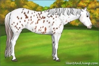 Horse Color:Brown Tobiano Appaloosa 
