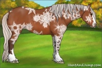 Horse Color:Silver Bay Ice Sabino 