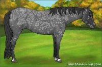 Horse Color:Blue Ice Roan 