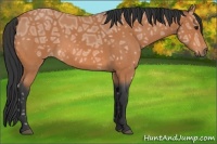 Horse Color:Bay Ice Roan 