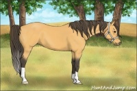 Horse Color:Buckskin 