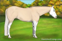 Horse Color:Silver Amber Champagne Dun Splash 