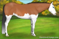 Horse Color:Bay Splash 