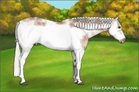Horse Color:Silver Bay Dun Sabino Frame 