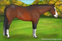 Horse Color:Bay Splash 