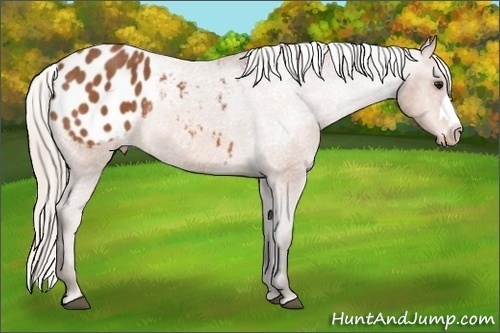 Horse Color: Silver Bay Blanket Rabicano 