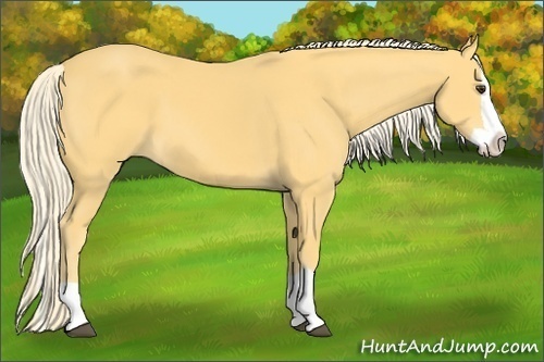 Horse Color: Palomino Splash 