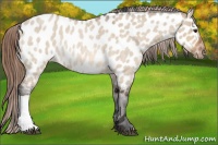 Horse Color:Bay Roan Dun Near Leopard Rabicano 