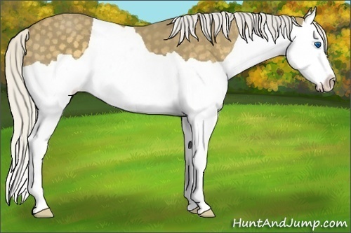 Horse Color: Silver Smoky Black Splash 