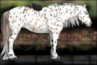 Horse Color:Brown Dun Near Leopard