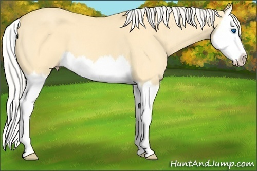 Horse Color: Silver Amber Cream Champagne Dun Splash 