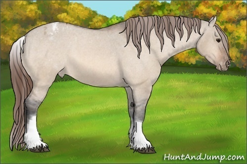 Horse Color: White Spotted Bay Dun Blanket 
