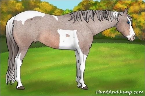 Horse Color: Bay Splash Tobiano Blanket 