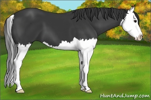 Horse Color: Black Splash 