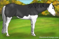 Horse Color:Black Splash