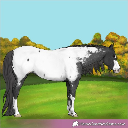 Horse Color:Black Near Fewspot Rabicano