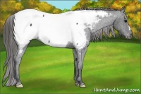 Horse Color:Black Appaloosa Rabicano 