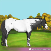 Horse Color:Black Near Fewspot Rabicano 