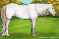 Horse Color:Chestnut Appaloosa 