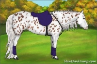 Horse Color:Silver Bay Splash Appaloosa 