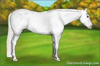 Horse Color:White Spotted Silver Bay Roan Appaloosa