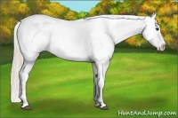 Horse Color:White Spotted Silver Buckskin Roan Dun Near Leopard Rabicano 