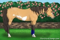 Horse Color:Buckskin Frame 