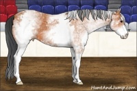 Horse Color:White Spotted Bay 