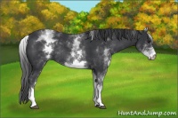Horse Color:White Spotted Black Rabicano 