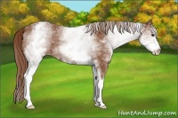 Horse Color:White Spotted Chestnut 