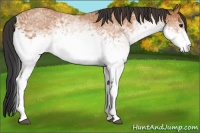 Horse Color:White Spotted Bay 