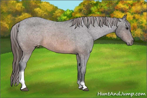 Horse Color: Brown Tobiano Blanket 