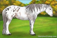 Horse Color:White Spotted Brown Splash Appaloosa Rabicano 