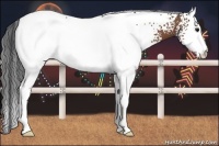 Horse Color:White Spotted Bay 