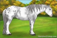 Horse Color:White Spotted Black Appaloosa