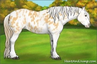 Horse Color:White Spotted Buckskin Splash Blanket Rabicano 