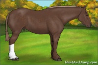 Horse Color:Liver Chestnut 