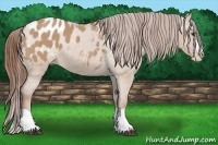 Horse Color:Red Dun Splash Appaloosa 