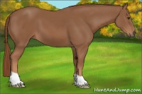 Horse Color:Chestnut 