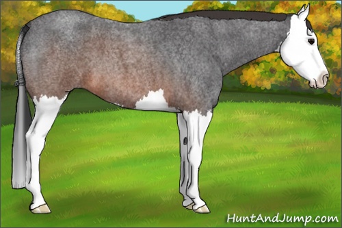 Horse Color:Brown Roan Splash 