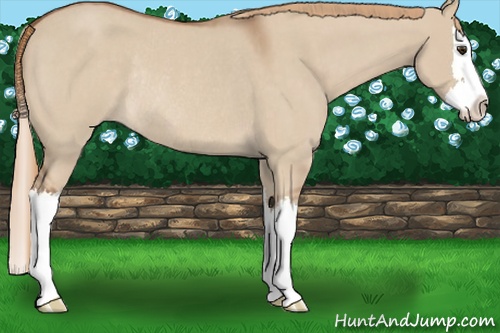 Horse Color:Red Dun Roan Splash Rabicano 