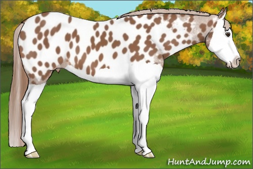 Horse Color:Chestnut Splash Near Leopard 