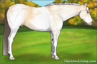 Horse Color:White Spotted Sable Cream Champagne Dun